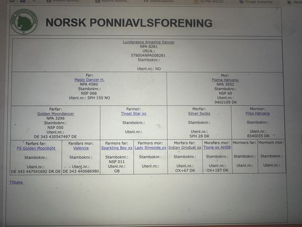 Lundgreens Amazing Dancer 