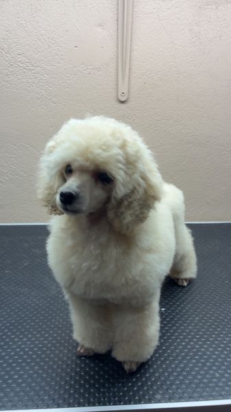 Hovedbilde Stutteri Lundgreen É la Vittoria