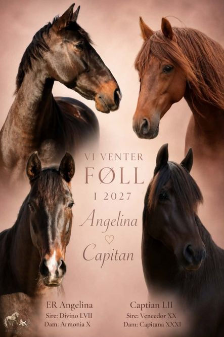 Hovedbilde Føll ventes 2027 (Angelina & Capitan)