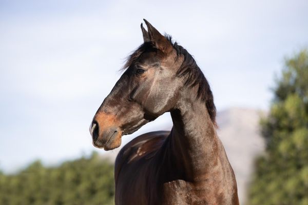 Hovedbilde ER Angelina